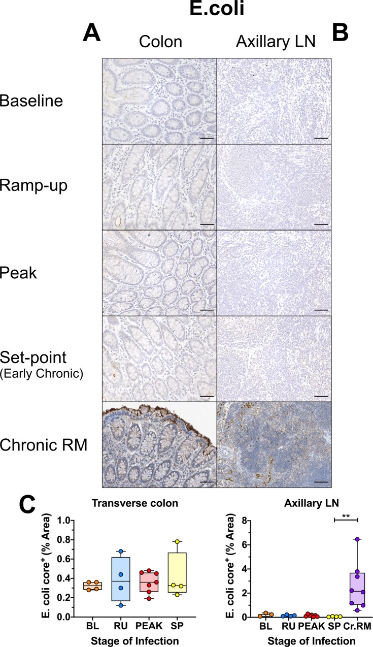 Fig 14