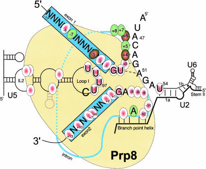 FIGURE 5.