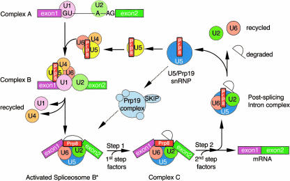 FIGURE 1.