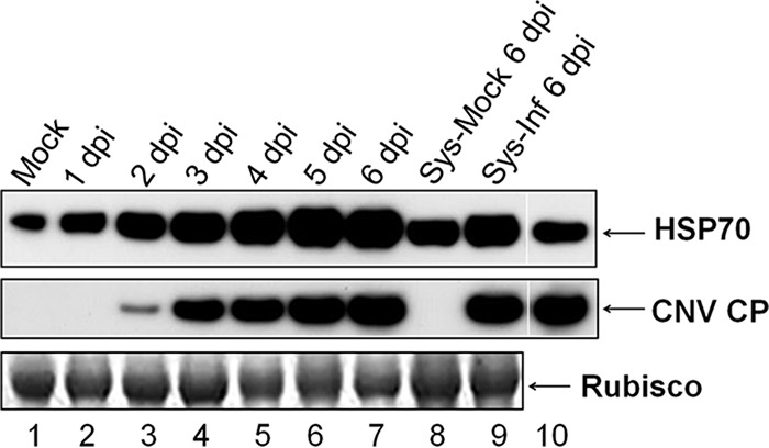 FIG 2