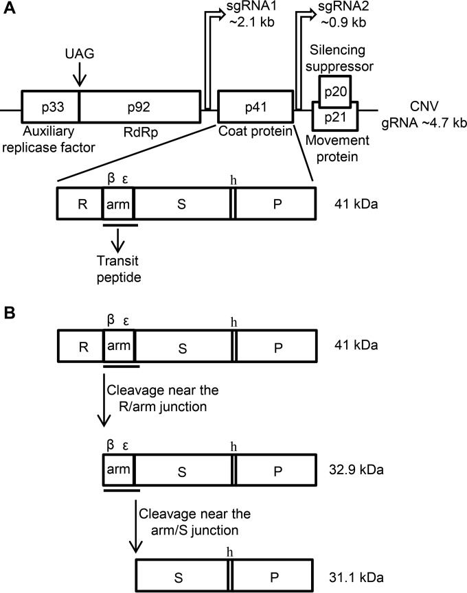 FIG 1