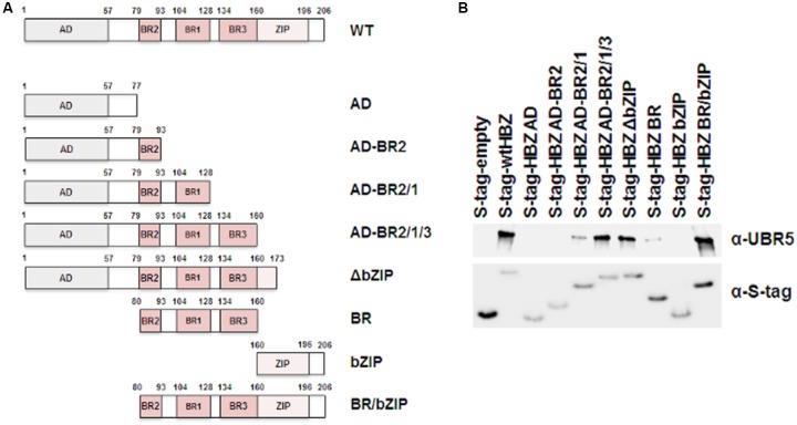 FIGURE 3