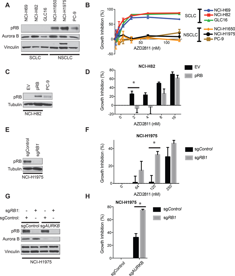 Cells Lacking the RB1 Tumor Suppressor Gene are Hyperdependent on ...