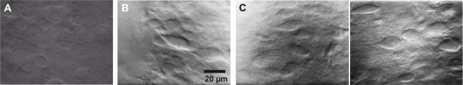 Figure 7.