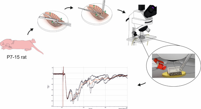 graphic file with name BioProtoc-14-14-5035-ga001.jpg
