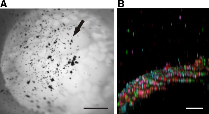 Fig. 3.