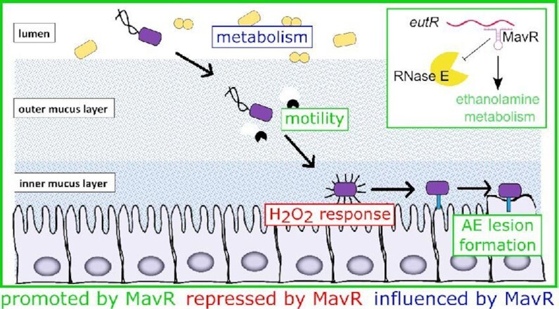 Figure 11.