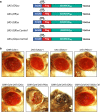 Fig. 1