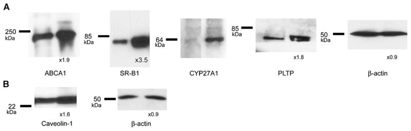 Fig. 5