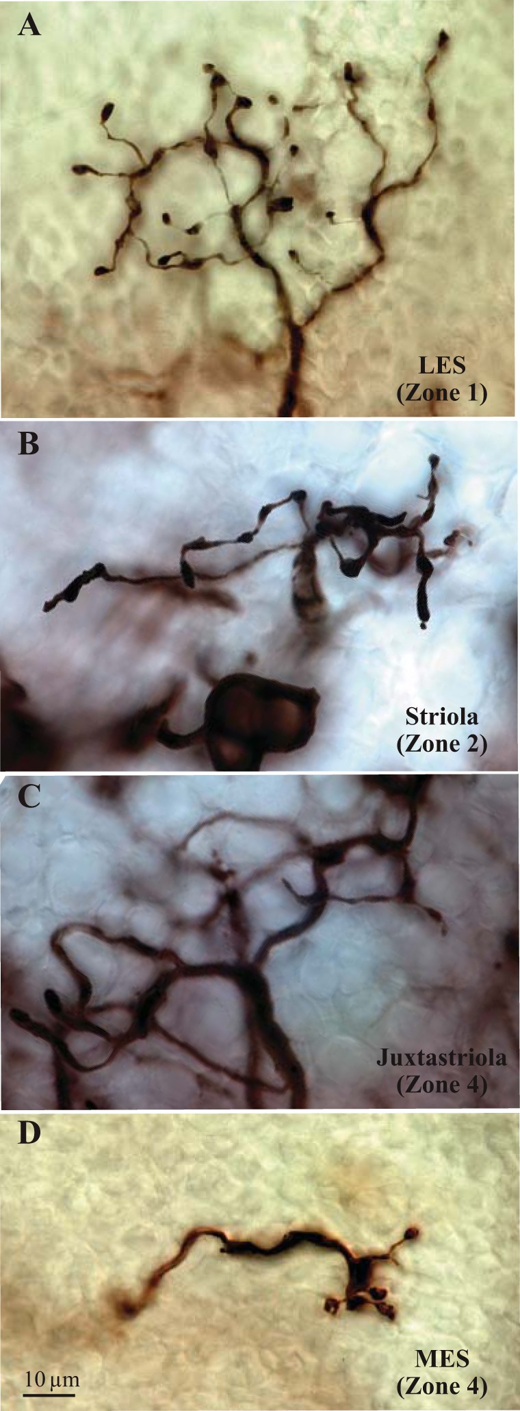 Fig. 8.