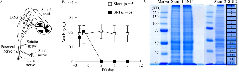 Fig.1