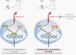 Graphical Abstract