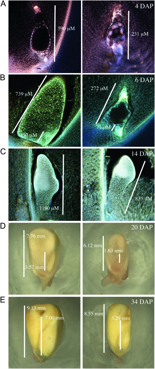 Figure 5.—