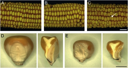 Figure 1.—