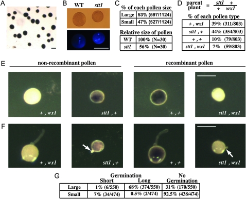 Figure 2.—