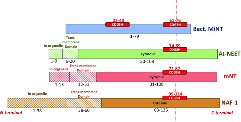 Fig. 1