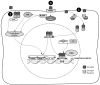 Fig. (1)