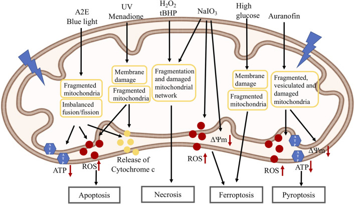 FIGURE 4