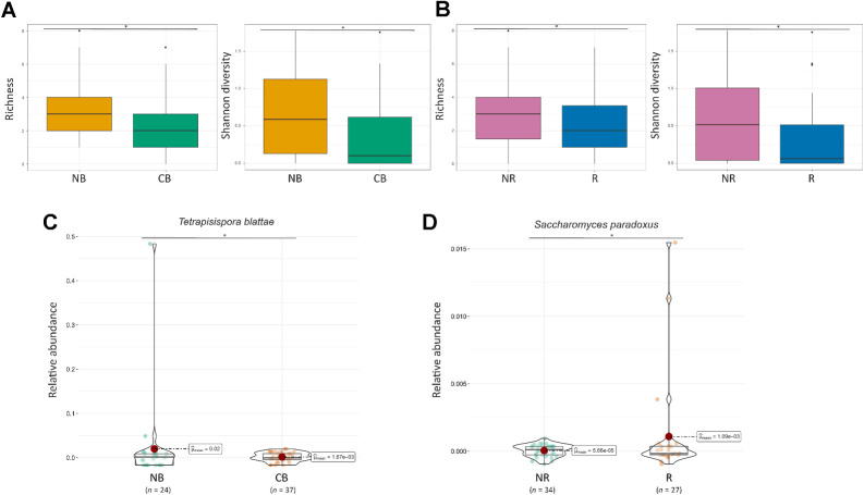 Figure 5. Effectiveness of anti–PD-1 treatment associated with gut mycobiota. A, Richness and Shannon diversity of patients who benefited from anti–PD-1 treatment (CB, n = 37) vs. patients who did not show benefit (NB, n = 24). Kruskal–Wallis test was performed to compare groups, P < 0.05. Horizontal line shows the median. The lower and upper hinges correspond to the first and third quartiles. The upper and lower whiskers extend from the hinge to the largest and smallest value, respectively, no further than 1.5 * IQR from the hinge (where IQR is the interquartile range, or distance between the first and third quartiles). Dots represent potential outliers. B, Richness and Shannon diversity of patients who responded to anti–PD-1 therapy (R, n = 27) vs. patients who did not respond to anti–PD-1 treatment (NR, n = 34). Kruskal–Wallis test was performed to compare groups, P < 0.05. Horizontal line shows the median. The lower and upper hinges correspond to the first and third quartiles. The upper and lower whiskers extend from the hinge to the largest and smallest value, respectively, no further than 1.5 * IQR from the hinge (where IQR is the interquartile range, or distance between the first and third quartiles). Dots represent potential outliers. C, Relative abundance of significantly differentially abundant fungal species in patients who exhibited benefits during anti–PD-1 treatment (n = 24) vs. patients who did not show benefits (n = 37; CB vs. NB). D, Patients who responded to anti–PD-1 therapy vs. patients who did not respond (R vs. NR). Only significant (P < 0.05) species are presented. For C and D, the Welch two-sample t test was performed to compare groups, Padj < 0.05 (FDR). Horizontal line shows the median. Red dot shows the mean. The lower and upper hinges correspond to the first and third quartiles. Dots represent individual samples.