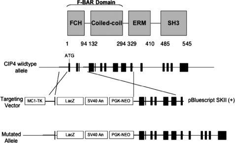 FIGURE 1.