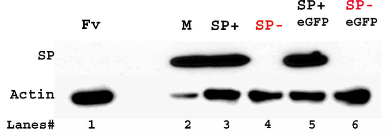 Figure 3—figure supplement 1.