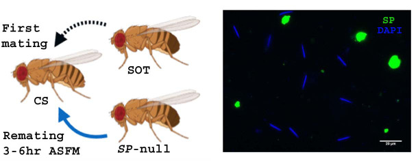 Figure 2—figure supplement 1.