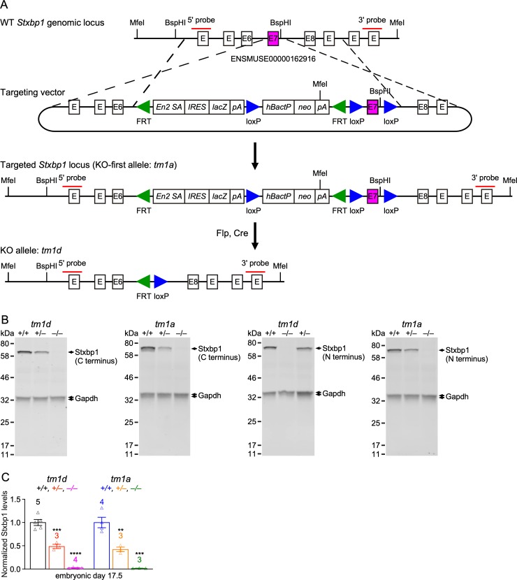 Figure 1—figure supplement 1.