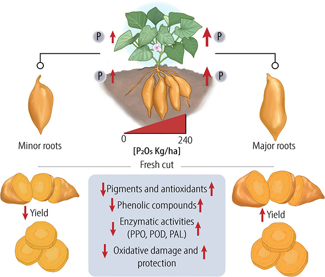 graphic file with name ao3c04196_0010.jpg