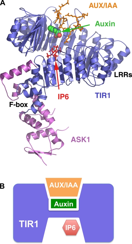 Fig. 2.