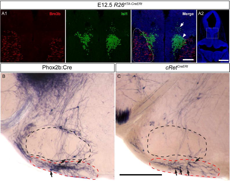 Figure 13