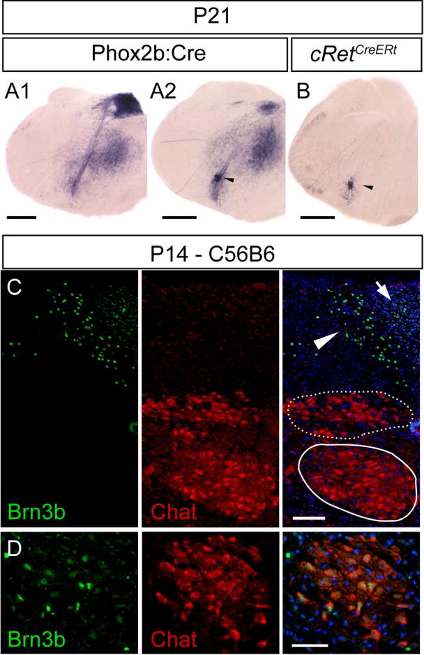 Figure 12