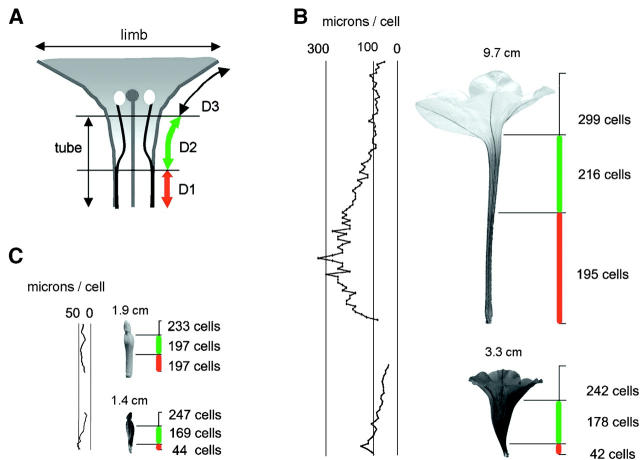 Figure 3.—