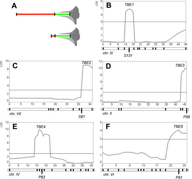 Figure 4.—