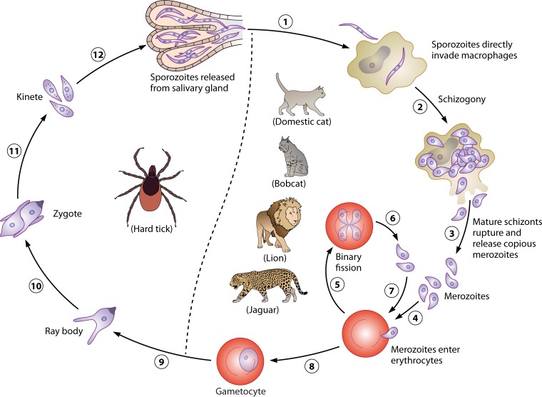 FIG 3