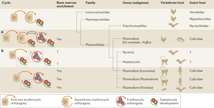 Box 1 Evolution of a haematopoietic reservoir in Plasmodium spp. and other haemosporidian parasites