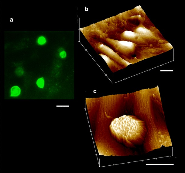 Fig. 1