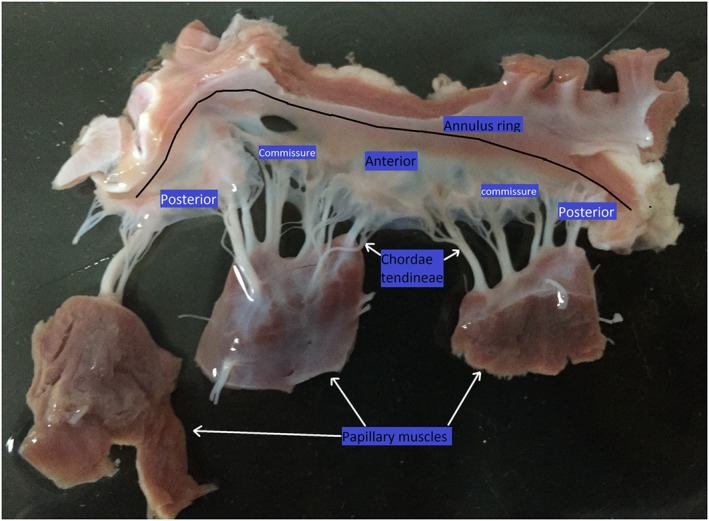 cnm2858-fig-0001