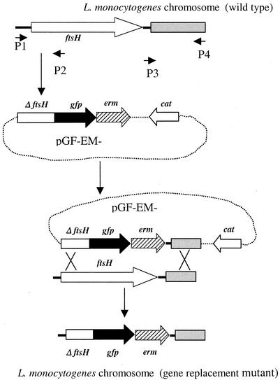 FIG. 2.