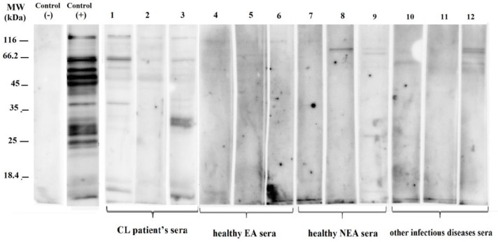 Fig. 3: