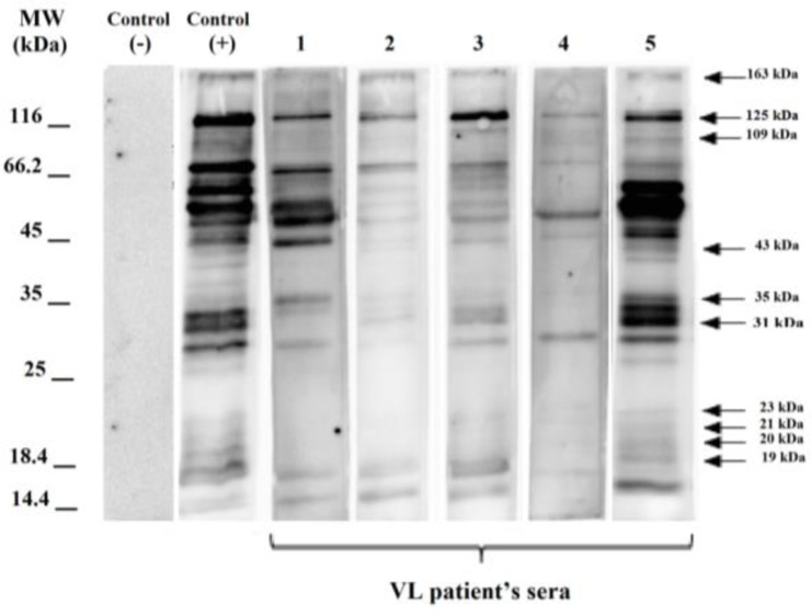 Fig. 2: