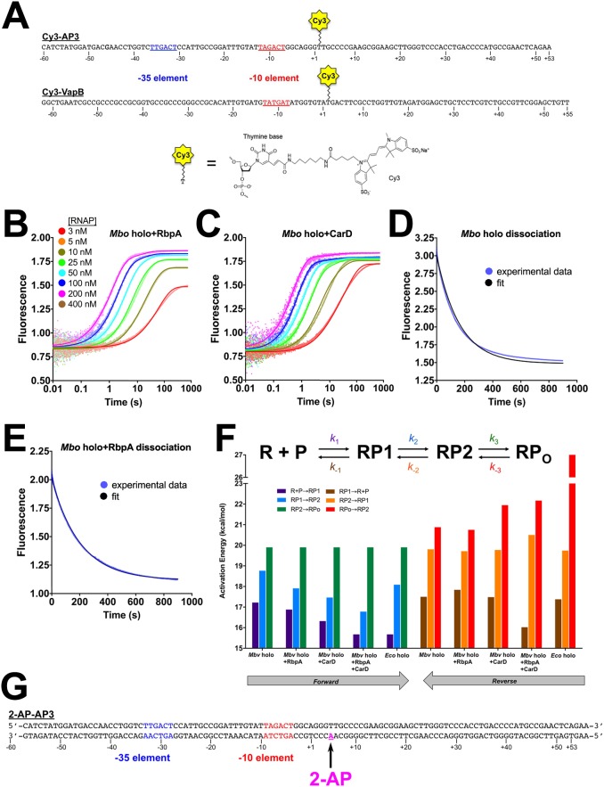 Figure 3—figure supplement 1.