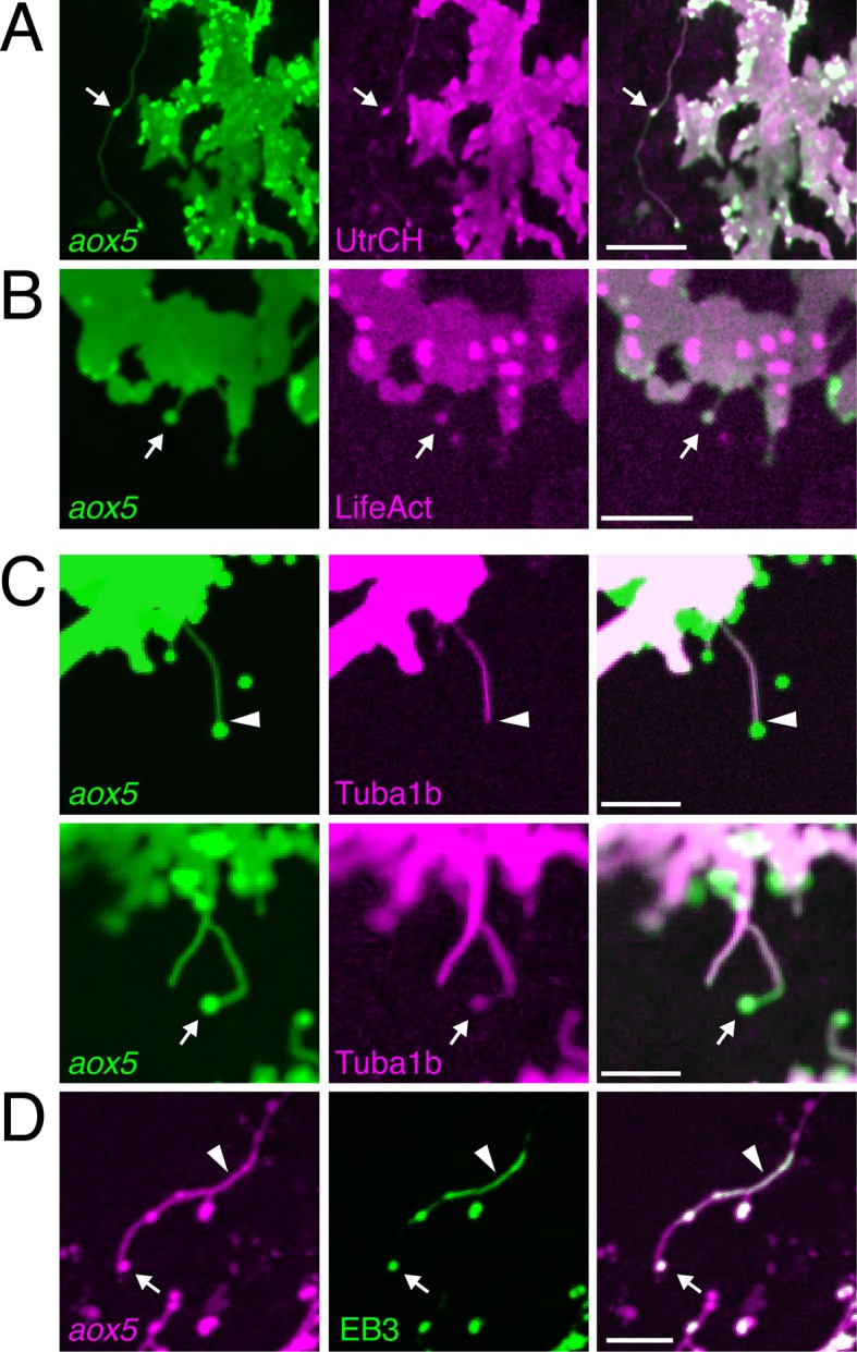 Figure 2.