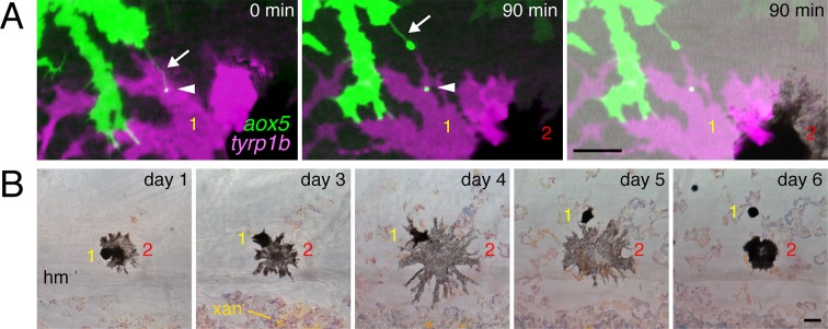 Figure 4—figure supplement 3.