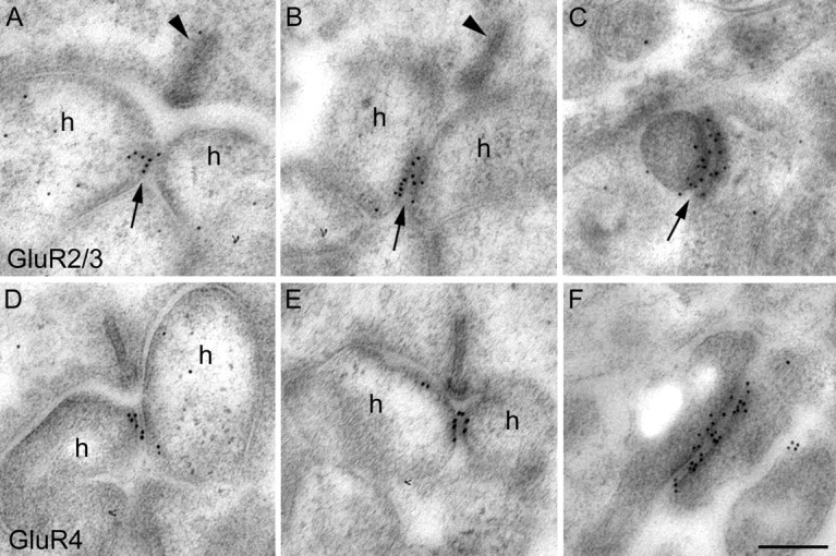 Fig. 9.