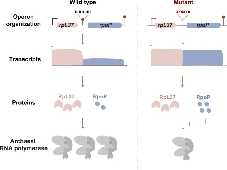 Graphical Abstract