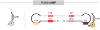 Figure 8