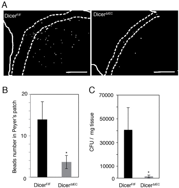 Fig 5