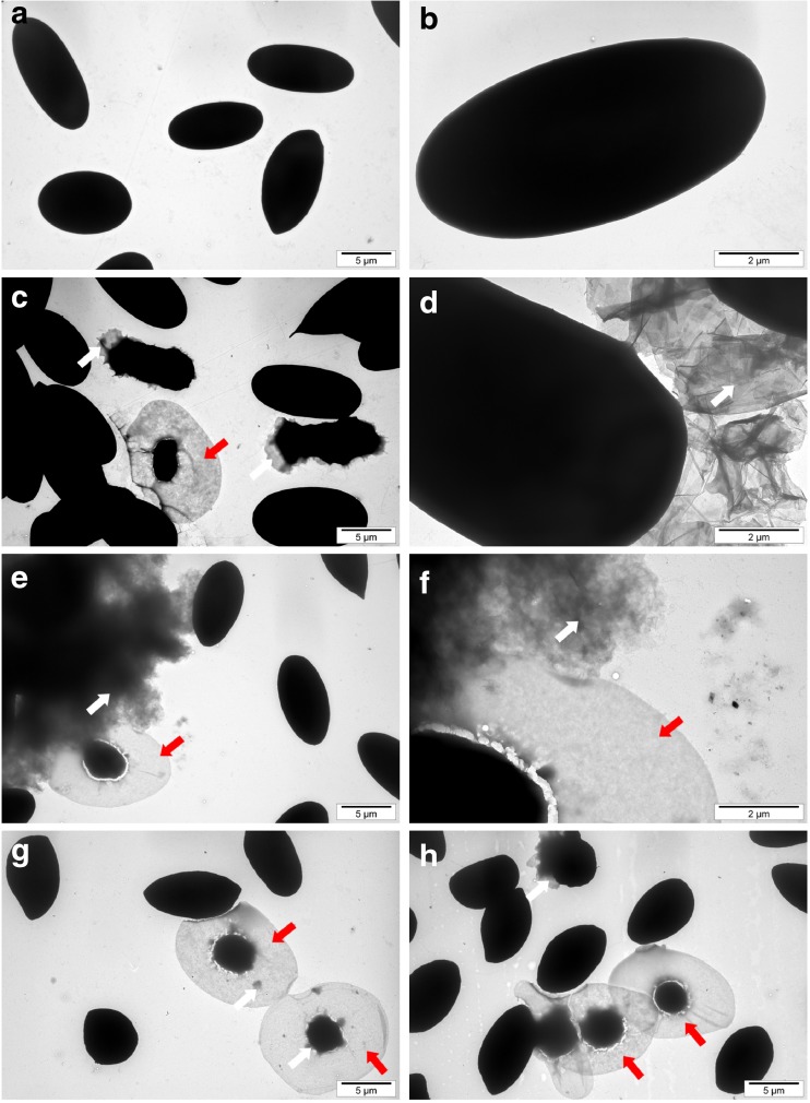 Fig. 5