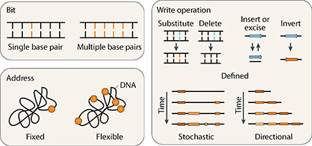 Box 2. Recording syntax of DNA writing