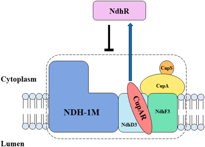 Figure 4